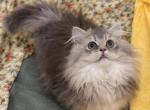 Patch - Munchkin Kitten For Sale - 