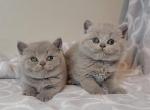 Leo&Luna - British Shorthair Kitten For Sale - Los Angeles&comma; CA&comma; US