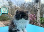Rare chocolate smoke female kitten - Persian Kitten For Sale - 
