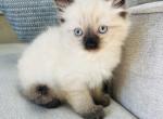 Bella - Ragdoll Kitten For Sale - Scottsdale&comma; AZ&comma; US
