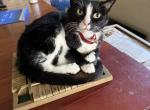 Amy - Domestic Cat For Adoption - San Diego&comma; CA&comma; US