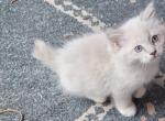 Bonnie - Ragdoll Kitten For Sale - Reading&comma; PA&comma; US