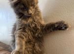 Simba - Maine Coon Kitten For Sale - Feasterville Trevose&comma; PA&comma; US