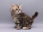 Libi - Selkirk Rex Kitten For Sale - Iva&comma; SC&comma; US