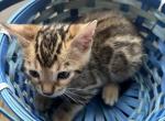 Ascano cattery - Bengal Kitten For Sale - 