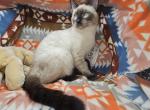 Seal Point 3 Males - Siamese Kitten For Sale - 