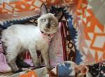 Siamese F Seal Point - Siamese Kitten For Sale - 