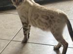 Snow - Bengal Kitten For Sale - 