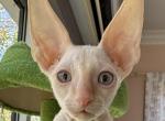 Cornish Rex Male Kitten - Cornish Rex Kitten For Sale - NJ&comma; US