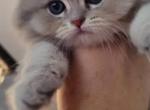 Purebred British Longhair Kittens - British Shorthair Kitten For Sale - North Port&comma; FL&comma; US