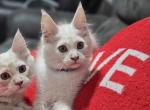 Beautiful male Maine Coon kitten - Maine Coon Kitten For Sale - Corona&comma; CA&comma; US