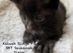 F5 SBT Savannah Dixon - Savannah Kitten For Sale - Franklin&comma; NC&comma; US