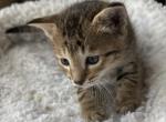 F5 SBT Savannah Boca - Savannah Kitten For Sale - Franklin&comma; NC&comma; US