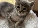 F4 SBT Savannah Joplin - Savannah Kitten For Sale - Franklin&comma; NC&comma; US