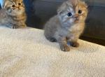 Scottish fold kittens - Scottish Fold Kitten For Sale - Tacoma&comma; WA&comma; US