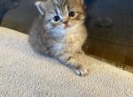 Fluffy Scottish kitten - Scottish Straight Kitten For Sale - Tacoma&comma; WA&comma; US