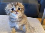 Orange Tabby Scottish Fold Female kitten - Scottish Fold Kitten For Sale - Tacoma&comma; WA&comma; US