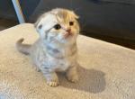 White Tabby Scottish Fold kitten - Scottish Fold Kitten For Sale - Tacoma&comma; WA&comma; US