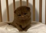 Milo Cinnamon British kitten - British Shorthair Kitten For Sale - Tacoma&comma; WA&comma; US