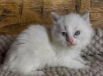 Willow - Ragdoll Kitten For Sale - 