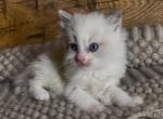 Dove - Ragdoll Kitten For Sale - Glens Falls&comma; NY&comma; US