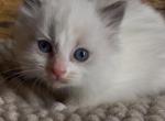 Theo - Ragdoll Kitten For Sale - 