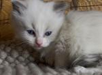 Oliver - Ragdoll Kitten For Sale - 