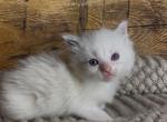 Charlie - Ragdoll Kitten For Sale - Glens Falls&comma; NY&comma; US