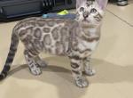 Lots of spotz - Bengal Kitten For Sale - Jersey City&comma; NJ&comma; US