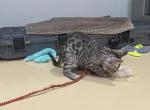 Bengal silver charcoal - Bengal Kitten For Sale - Jersey City&comma; NJ&comma; US