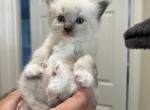 Kisa - Ragdoll Kitten For Sale - Largo&comma; FL&comma; US