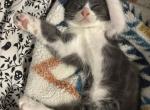 anna - Domestic Kitten For Sale - Escondido&comma; CA&comma; US