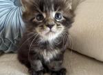 Maine Coon Kittens Sarasota - Maine Coon Kitten For Sale - 