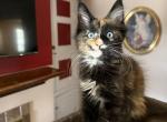 Jett reserved - Maine Coon Kitten For Sale - 