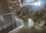 Phoenix - Maine Coon Kitten For Sale - 