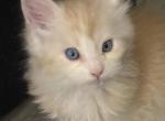 Klause - Maine Coon Kitten For Sale - 