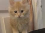 Elija - Maine Coon Kitten For Sale - Corwin&comma; OH&comma; US