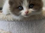 Looker - Ragdoll Kitten For Sale - San Diego&comma; CA&comma; US