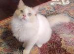 Caspian - Ragdoll Kitten For Sale - 