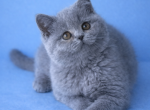 Janine - British Shorthair Kitten For Sale - Jacksonville&comma; FL&comma; US