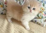 Honeybum - British Shorthair Kitten For Sale - Jacksonville&comma; FL&comma; US