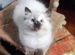 Marielle - Ragdoll Kitten For Sale - 
