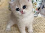 Hazy - British Shorthair Kitten For Sale - Jacksonville&comma; FL&comma; US