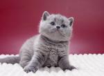 Magnus - British Shorthair Kitten For Sale - Jacksonville&comma; FL&comma; US