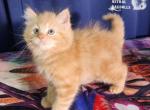 Ember - Ragdoll Kitten For Sale - 