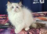 Saffire - Ragdoll Kitten For Sale - 