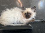 Seal point ragdoll female - Ragdoll Kitten For Sale - Auburn&comma; WA&comma; US