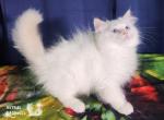 Miro - Ragdoll Kitten For Sale - VA&comma; US