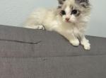 Cute boy ragdoll - Ragdoll Kitten For Adoption - Auburn&comma; WA&comma; US