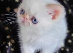 Exotic Shorthair color points - Exotic Kitten For Sale - Nanty Glo&comma; PA&comma; US